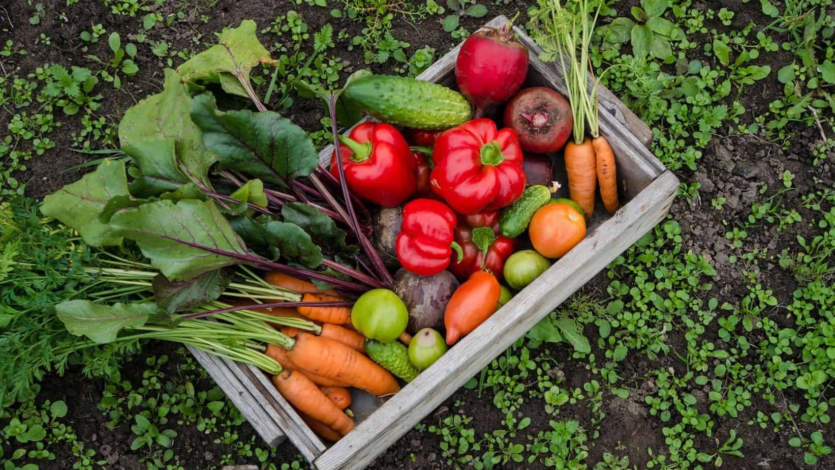 Organic Gardening tips for the family.Would you like to start a fresh organic garden ? Here are 10 top tips to get you started. | My Family Ties