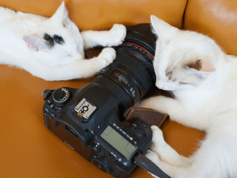 Canon DSLR camera with two white kittens